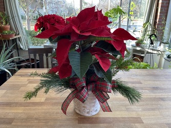 Red Poinsettia from Wyoming Florist in Cincinnati, OH